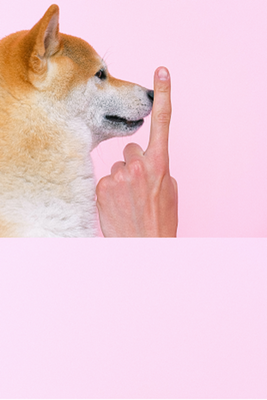 Basic commands you should teach your dog