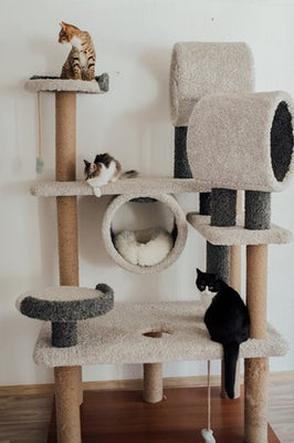 Cat Trees - Why are they important