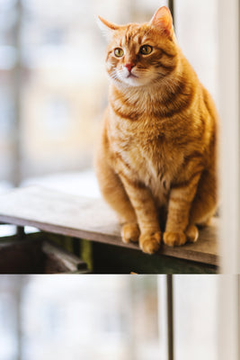 Obesity In Cats And How To Deal With It