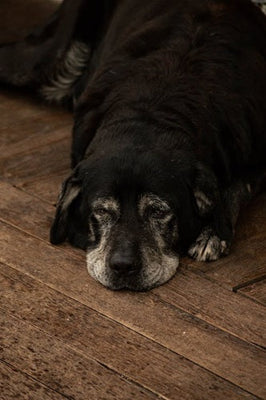 How To Care For A Senior Dog