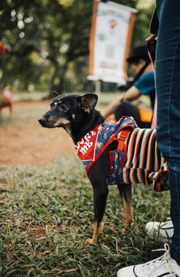 How To Socialize Your Dog