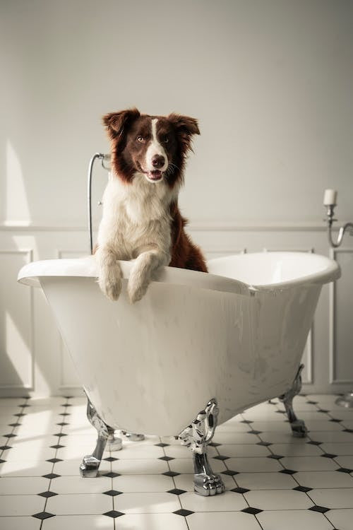 How often should you bathe your dog ?