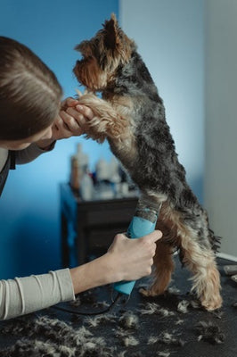 Products you need to groom your pet at home