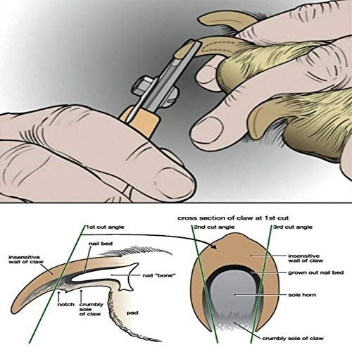 Petropolis Nail Cutter With Filer Dog & Cat