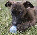 Kong Puppy Ball With Hole