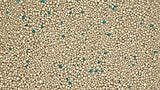 Kennel Brown Ball Shaped Cat Litter