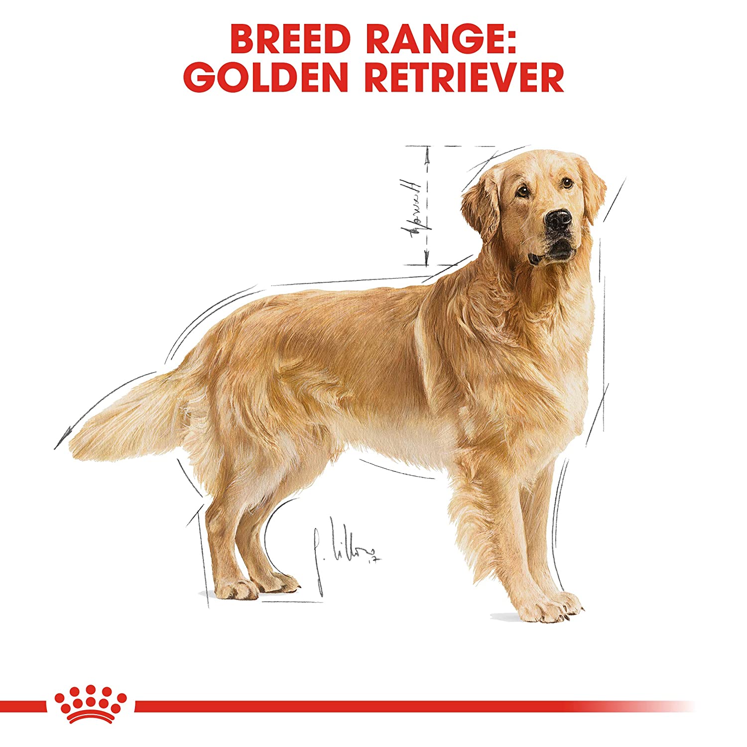 Royal Canin Golden Retriever Adult Dog Dry Food