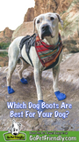 Pawz Waterproof Dog Boots - Large - Purple
