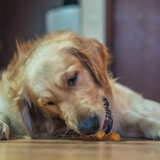 Dogsee Chew Dental Chews With Real Coconut Premium - Mini Pops