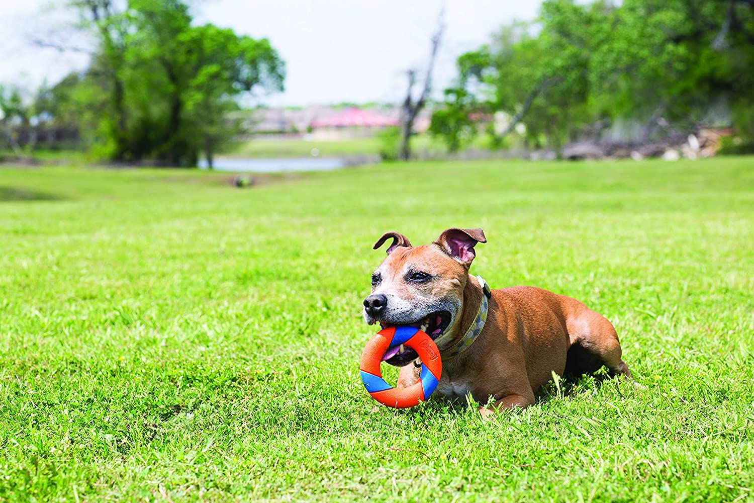 Chuckit Ultra Ring Fetch Toy For Dogs