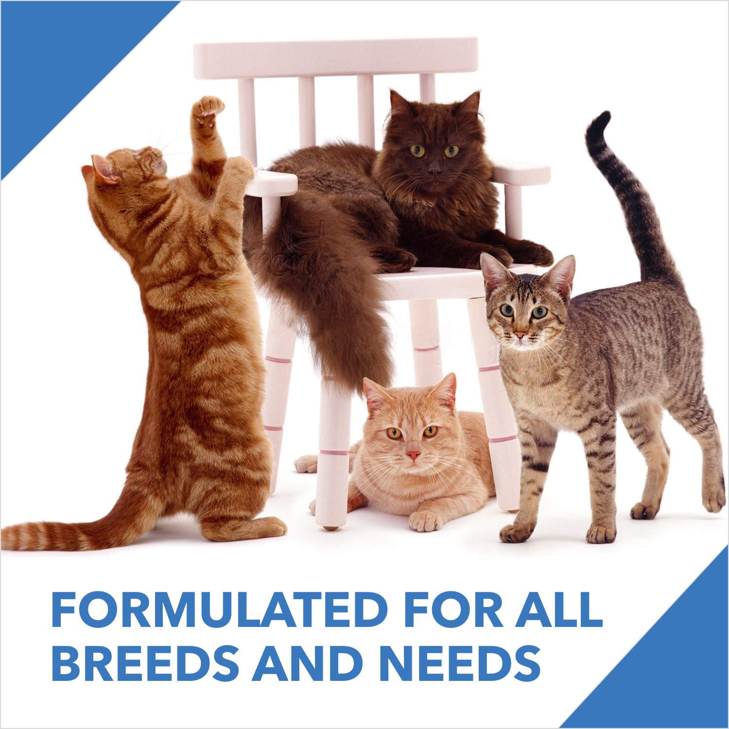 Drools Cat - Kitten Ocean Fish