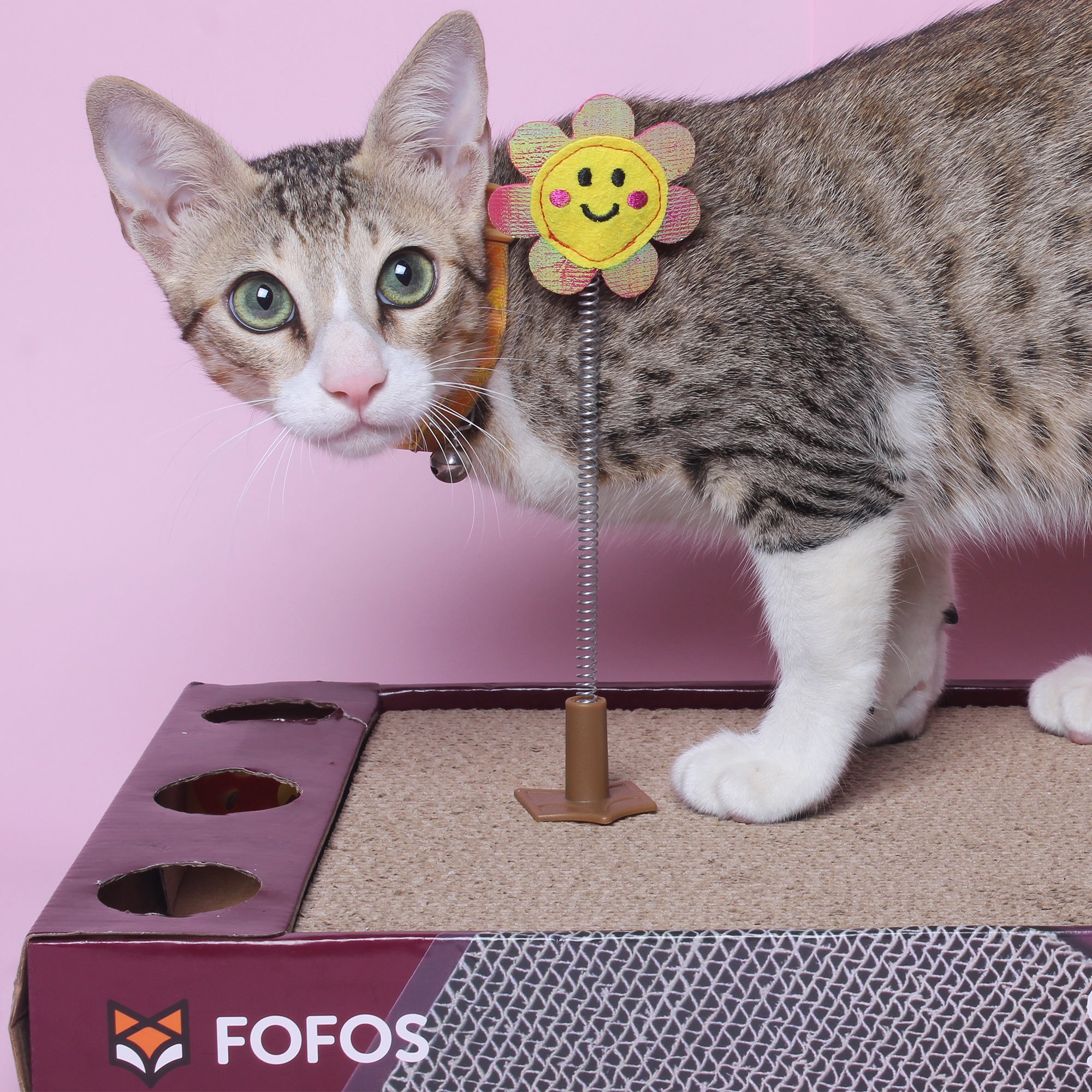 Fofos Rock & Roll Play Box Cat Scratcher Toy