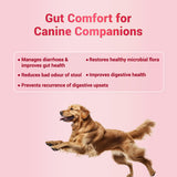 Natural Remedies : Natgut Digestive Health Supplement Tablets for Dogs & Cats