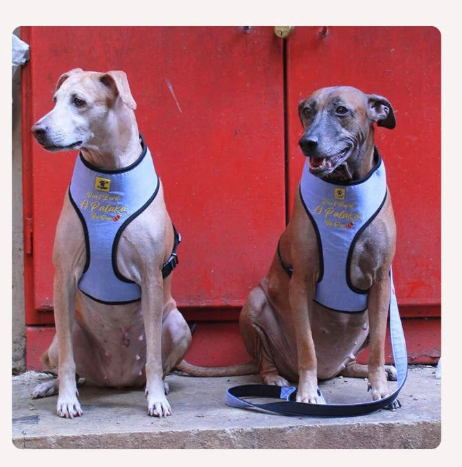 A+a Pets Pataka Harness & Leash Combo Set For Dogs & Cats