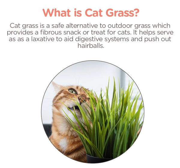 Bioline cat grass outlet kit