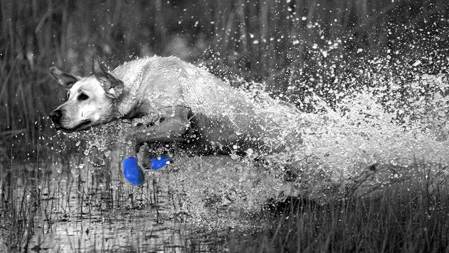 Pawz Waterproof Dog Boots - Medium - Blue