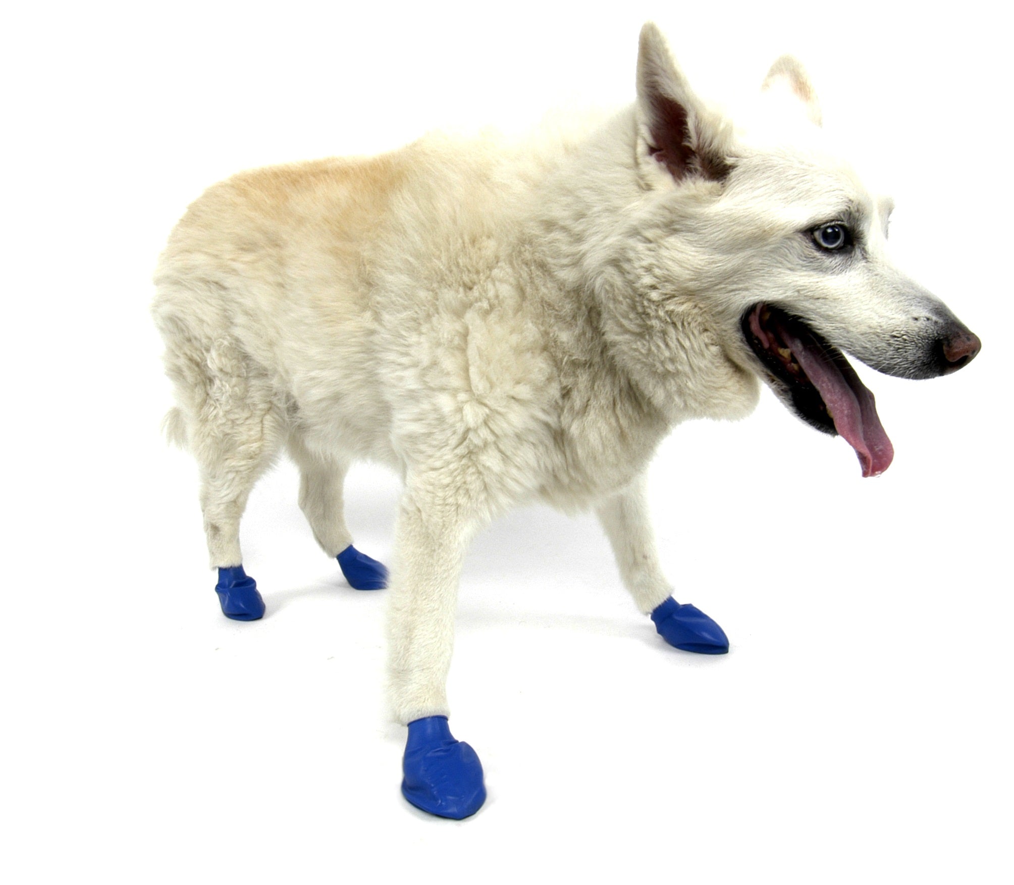 Pawz Waterproof Dog Boots - Medium - Blue 12 PCS