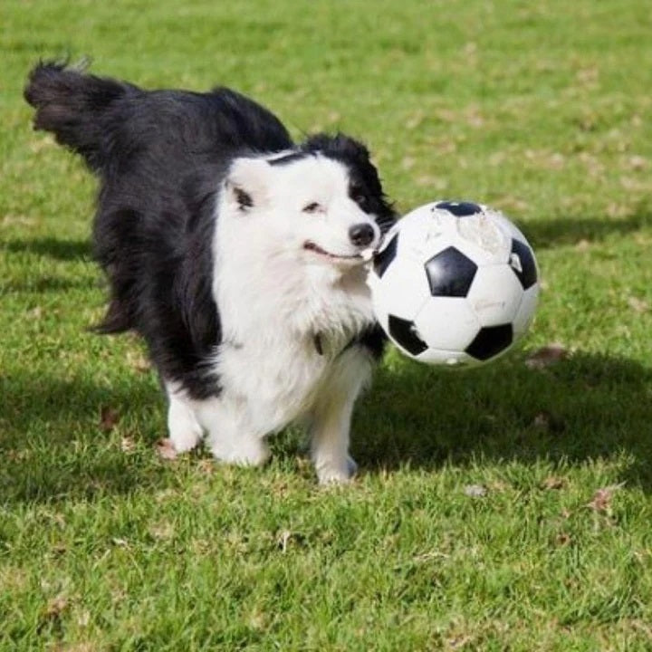 Trixie Football Vinyl Dog Toy