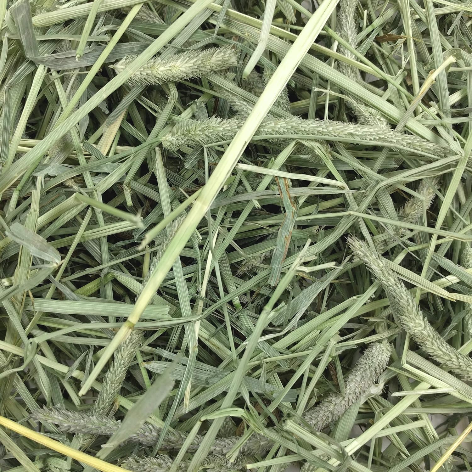 Oxbow Western Timothy Hay for Rabbits, Guinea Pigs & Other Small Pets