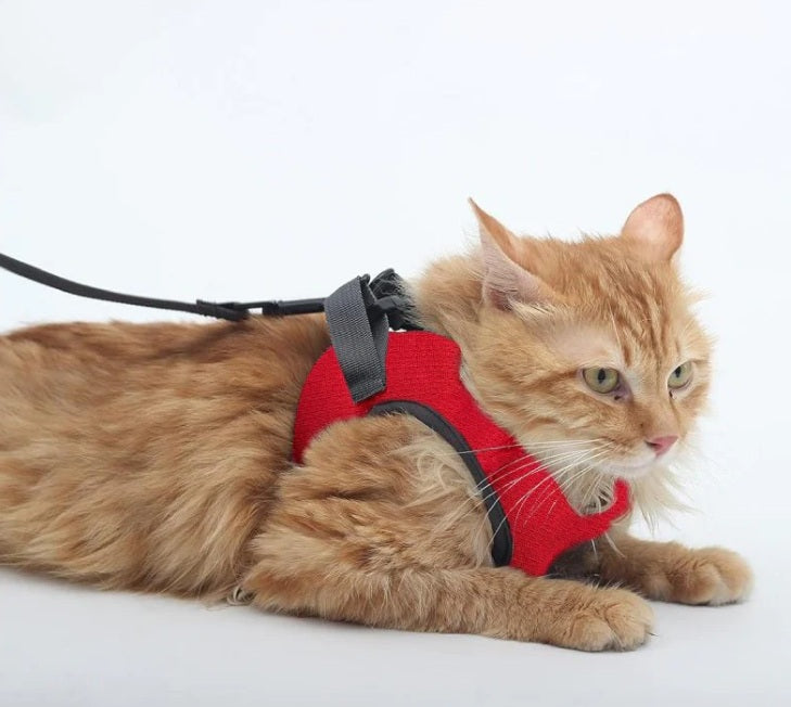 A+a Pets Feather Weight Harness & Leash Set For Cat & Small Dogs