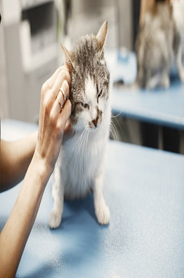 Ear Hygiene for Cats and Dogs