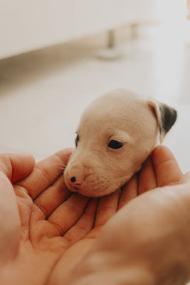 How To Introduce A Puppy To Your Family