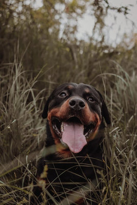 Doggy Drool: When it’s cause of concern