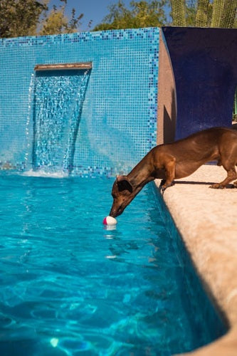 How To Add Stimulation To Your Dog’s Life