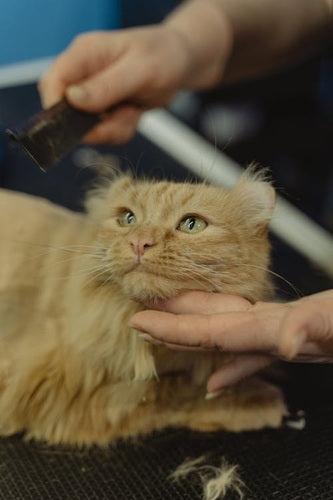 Self Grooming products for cats
