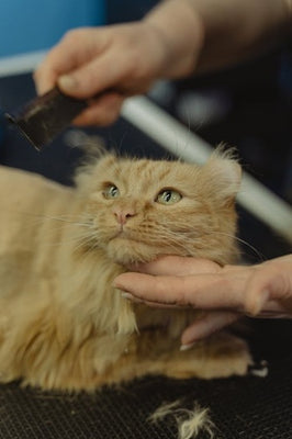 Self Grooming products for cats