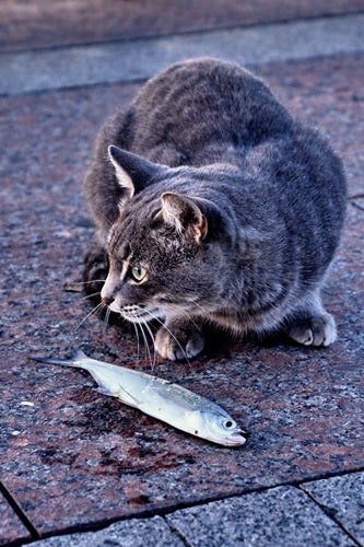 Why Your Cat Isn’t Eating & What You Can Do About It