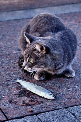 Why Your Cat Isn’t Eating & What You Can Do About It