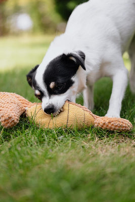 How to stop a puppy from nipping