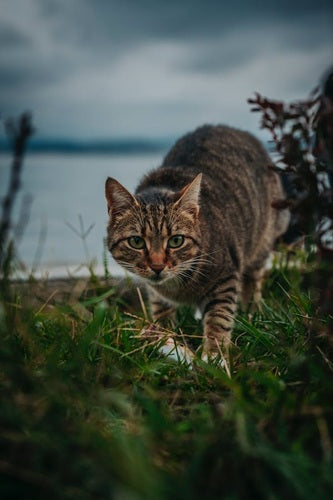 The Importance of Walking Your Cat