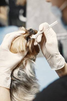 How To Take Care Of Your Dog’s Dental Health