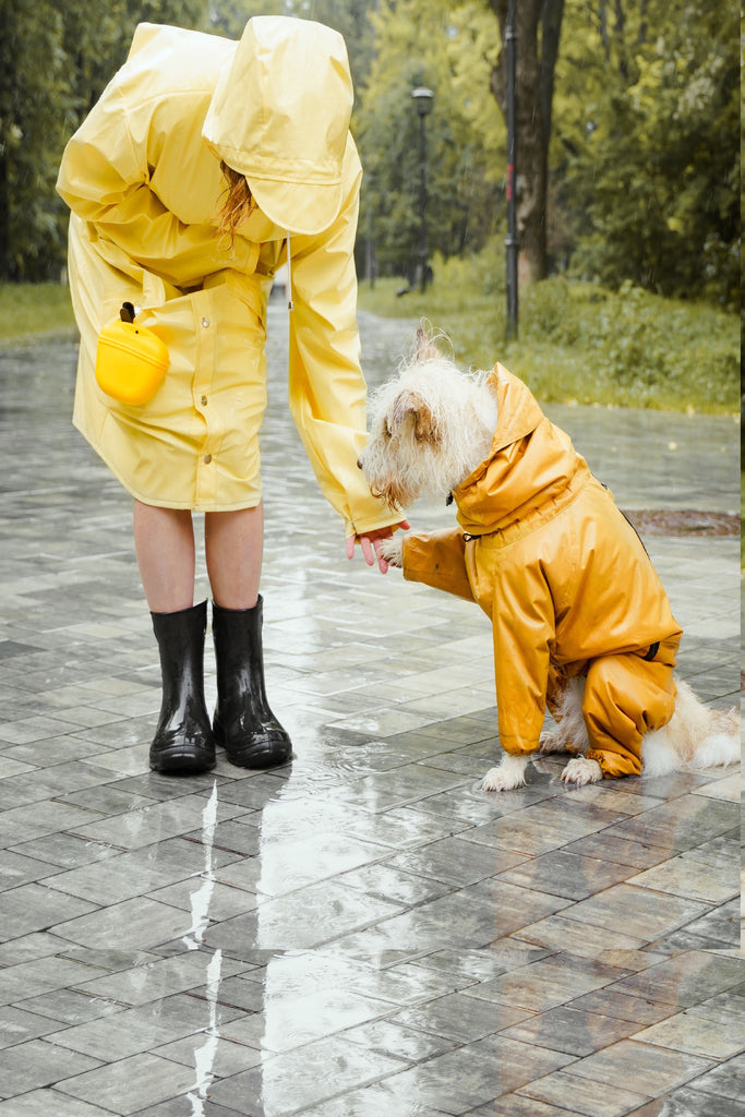 How To Take Your Dog For A Walk During Monsoons