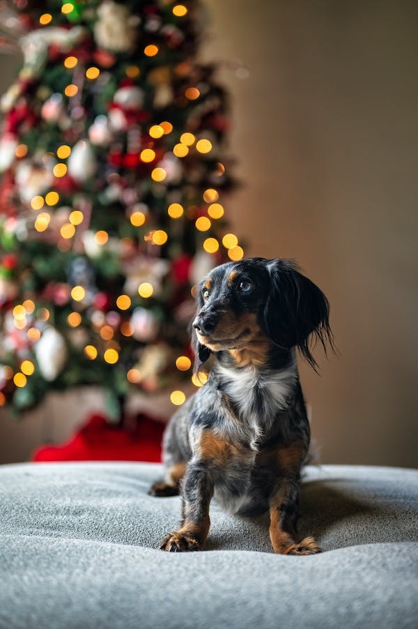 Celebrating Christmas and New Years With Your Pets