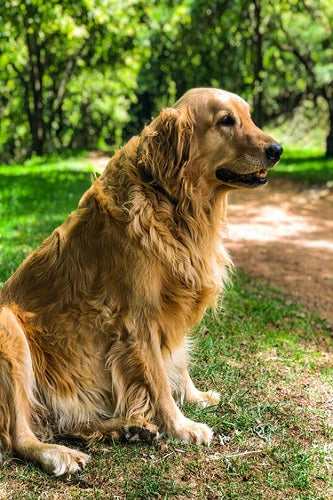 How To Groom Dogs With Long Coat