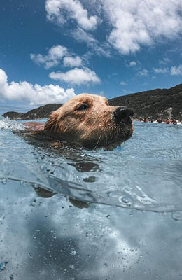 Cool Dog, Happy Dog!