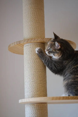 Why Do Cats Use a Scratching Post?