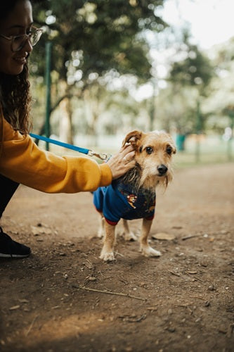 Boarding Your Dog While You're Travelling: A Guide for Pet Parents