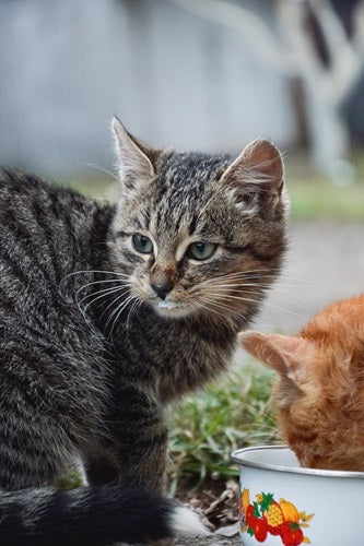 Can Cats Drink Milk ?