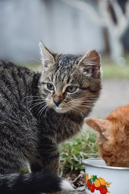 Can Cats Drink Milk ?