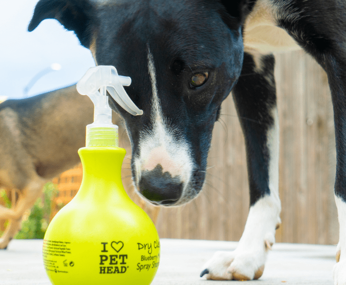 Pet head dry sales clean blueberry muffin