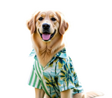 Canes Venatici Dog Shirt
