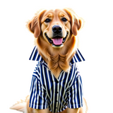 Canes Venatici Dog Shirt