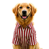 Canes Venatici Dog Shirt