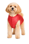 Petex Sherwani For Dogs