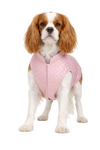 Petex Sherwani For Dogs