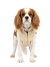 Petex Sherwani For Dogs
